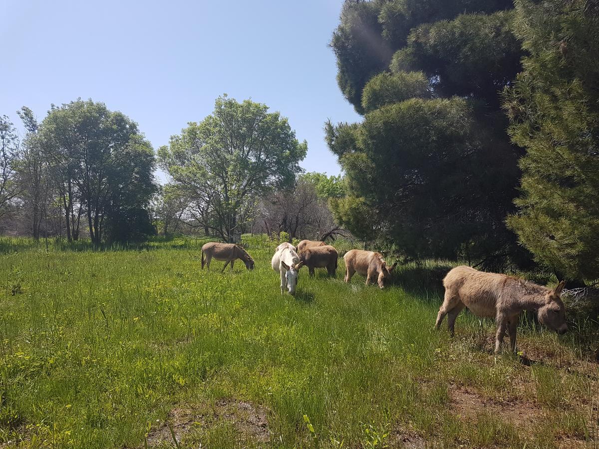 Analaya Villa Vias Kültér fotó