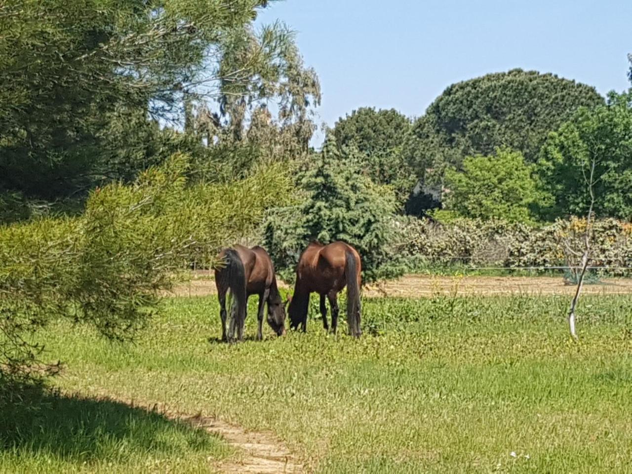 Analaya Villa Vias Kültér fotó